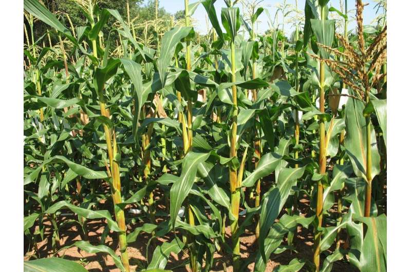 Genetic discovery may improve corn quality, yields