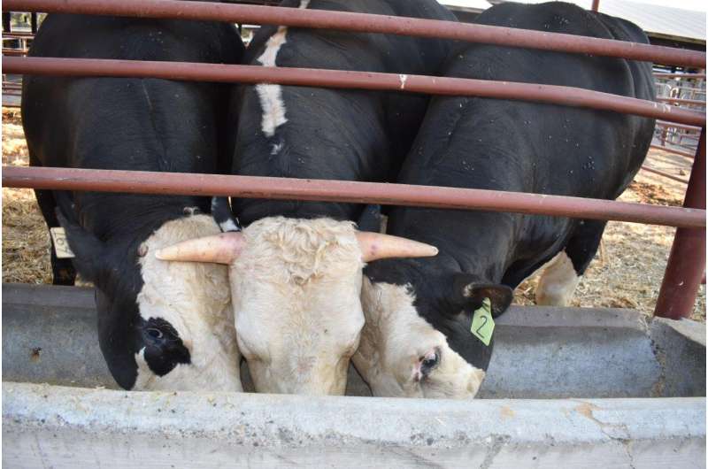 Genome-edited bull passes on hornless trait to calves