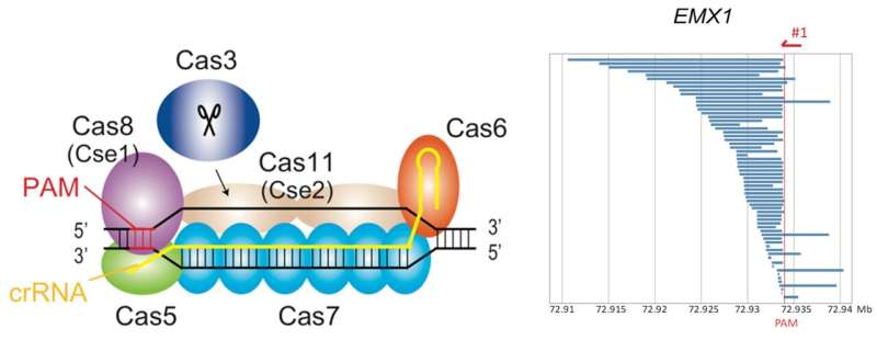 Genomic cut and paste using a class 1 CRISPR system