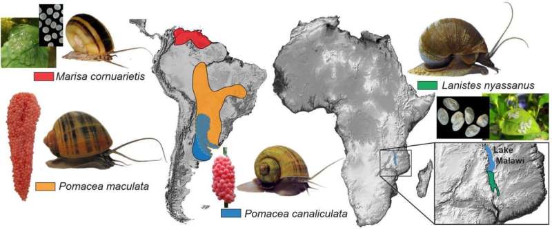 Genomic research led by HKBU unravels mystery of invasive apple snails