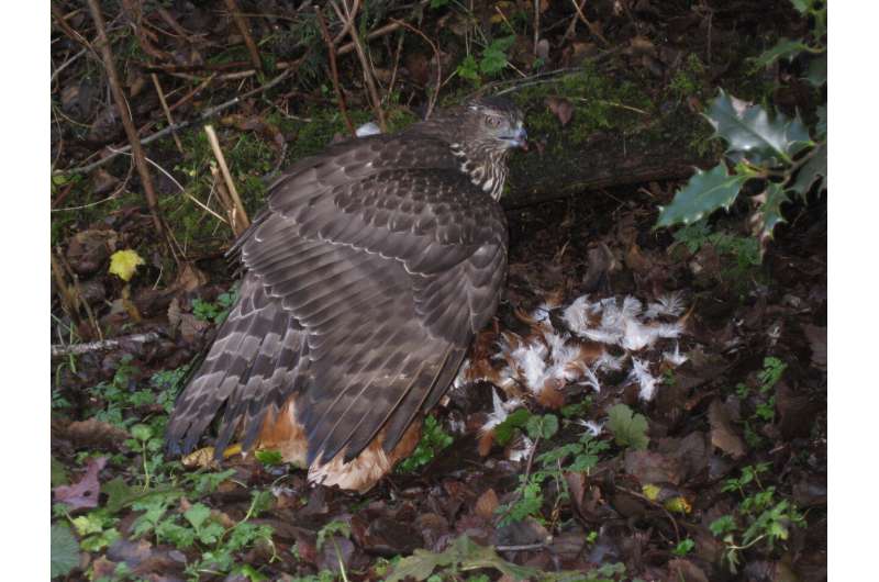 Genomic study finds Haida Gwaii's northern goshawks are highly distinct and at-risk