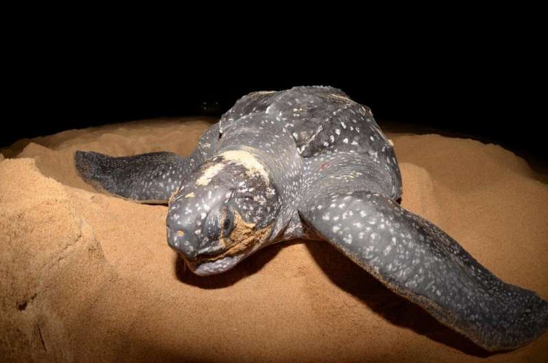 'Gentle recovery' of Brazil's leatherback turtles