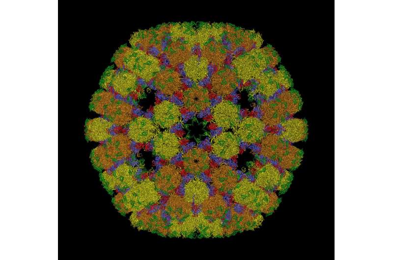 Geometry goes viral: Researchers use maths to solve virus puzzle