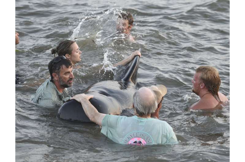 Georgia beachgoers help pilot whales from stranding on shore