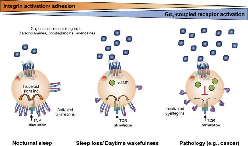 Investigadores alemanes descubren cómo el sueño puede combatir las infecciones