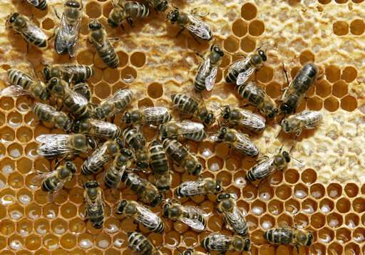 German state to accept environmentalists' bee-saving plan