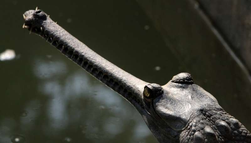 Gharial crocodiles have distinctive long and thin snouts which make them expert fish eaters