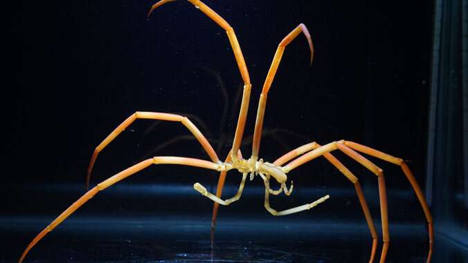 Giant Antarctic sea spiders weather warming by getting holey