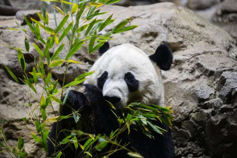 Giant panda Bei Bei is heading back to China under the strict rules of &quot;panda diplomacy&quot;