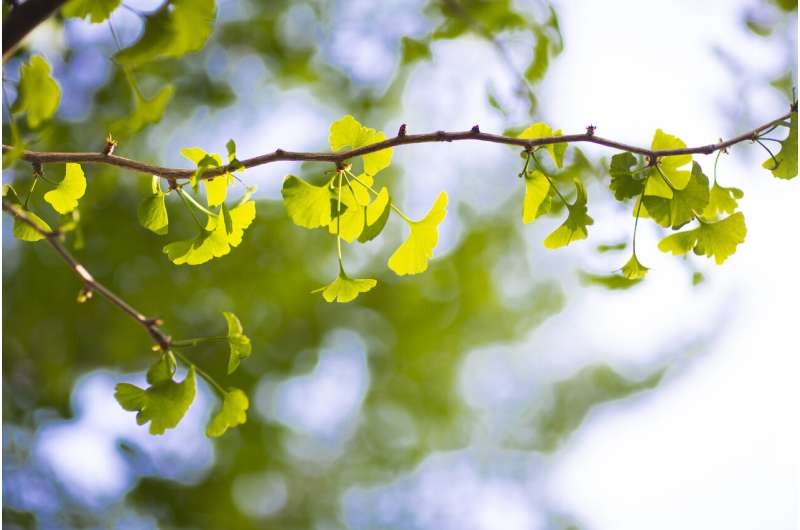 Ginkgo seed extracts show antibacterial activity on skin pathogens
