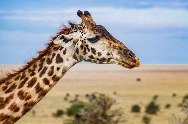 **Giraffes under parasitic attack?