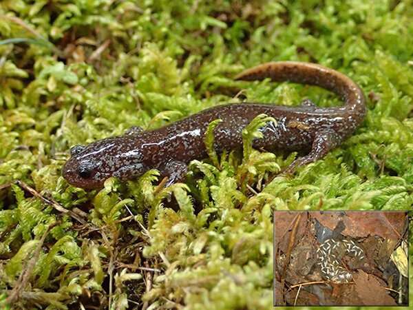 GIS and eDNA analysis system successfully used to discover new habitats of rare salamander
