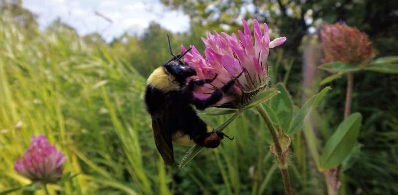 Give bees a chance: We can’t afford to lose our wild native pollinators
