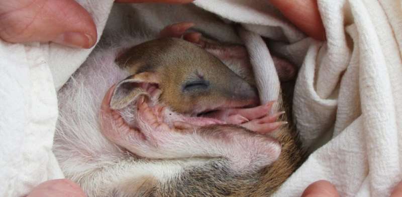 Giving marsupials scents from suitors helps breeding programs