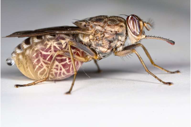Global eradication of 'fly of death' not ethically justified, researchers conclude