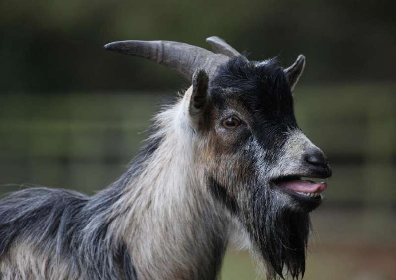 Goats can distinguish emotions from the calls of other goats