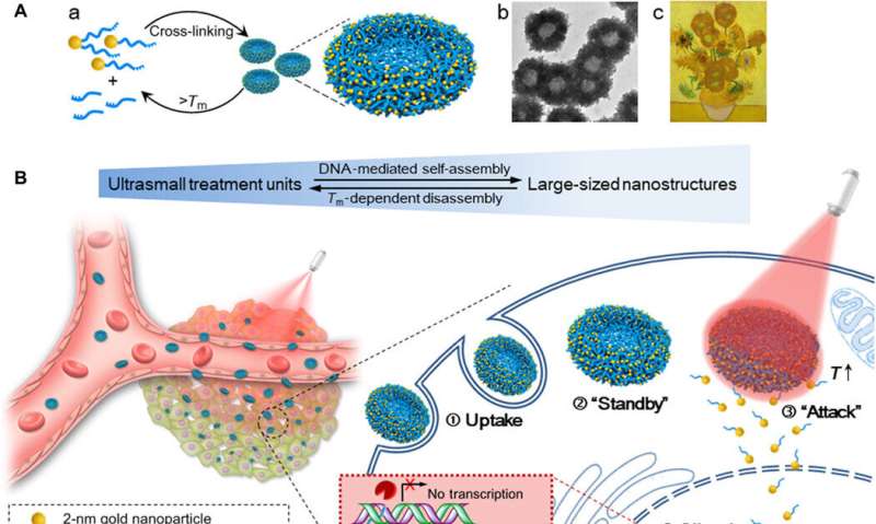 Gold-DNA nanosunflowers for efficient gene silencing and controlled transformation