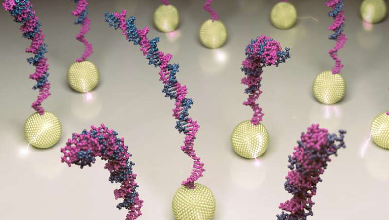 Gold nanoparticles to facilitate in-situ detection of amplified DNA at room temperature