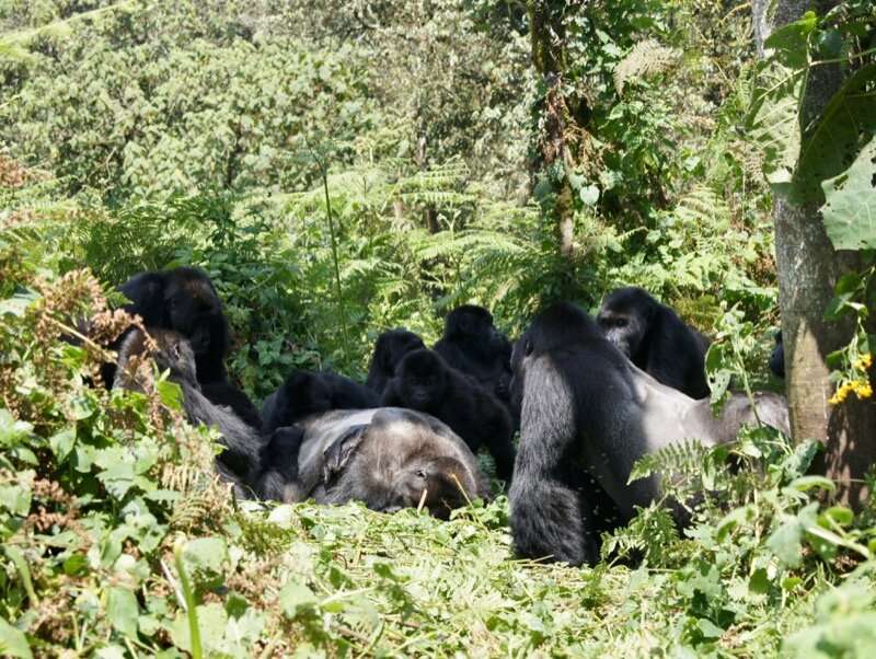 Gorillas gather around and groom their dead