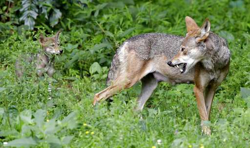 Government-funded study says red wolves are distinct species