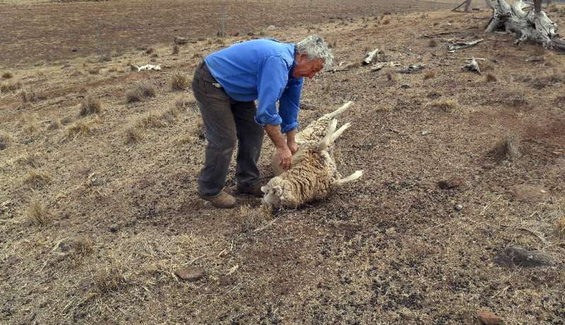 Grazier Gordon Youman helps a struggling sheep back to its feet on his property at Guyra in regional New South Wales