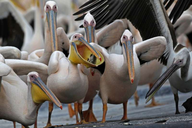 Great white pelicans eat fish provided by Israeli farmers at a water reservoir in the Emek Hefer valley north of Tel Aviv