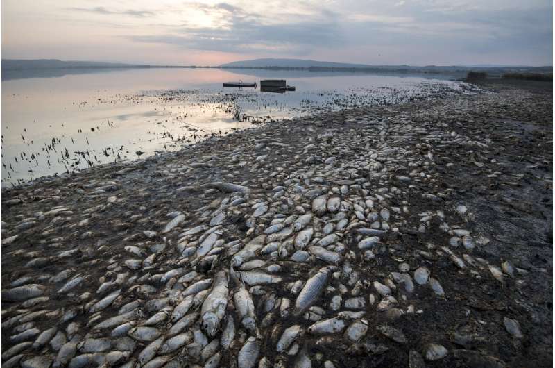 Greece: Oxygen-starved fish dying in drought-hit lake