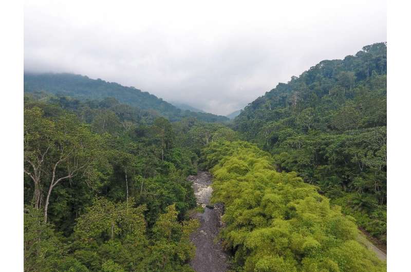 Green Gabon: The small Central African country is a rare jewel—90 percent of its area is covered by forest