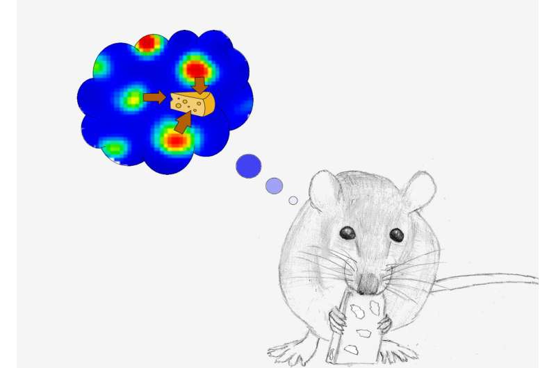 网格细胞在老鼠大脑中创造“藏宝图”