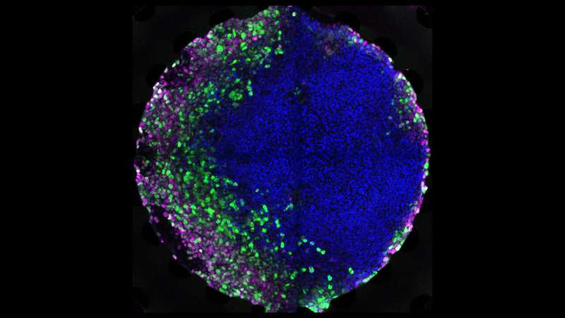 Growing embryonic tissues on a chip