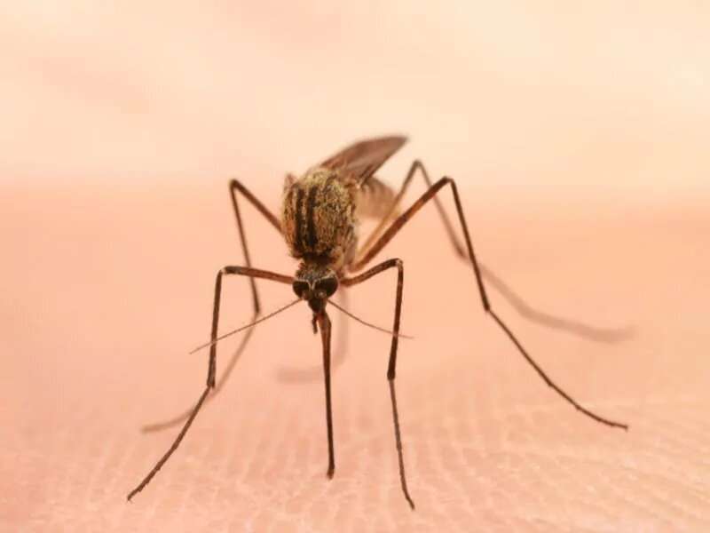 指导列出新的一线治疗重症疟疾在美国