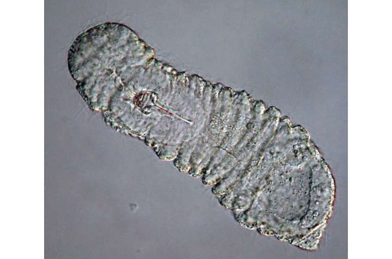 Half-a-billion-year-old weird wonder worm finally gets its place in the tree of life
