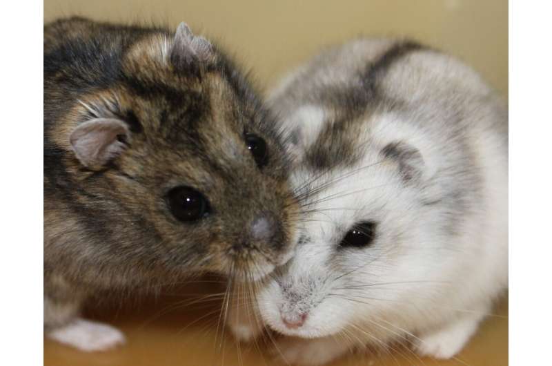 Hamsters take cues from decreasing day length to prepare for the long winter