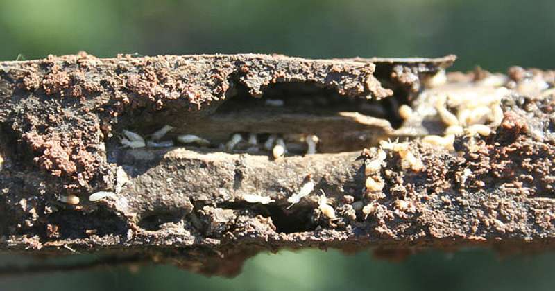 Hard-working termites crucial to forest, wetland ecosystems