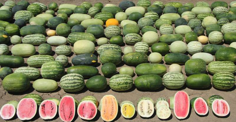 Harvesting genes to improve watermelons