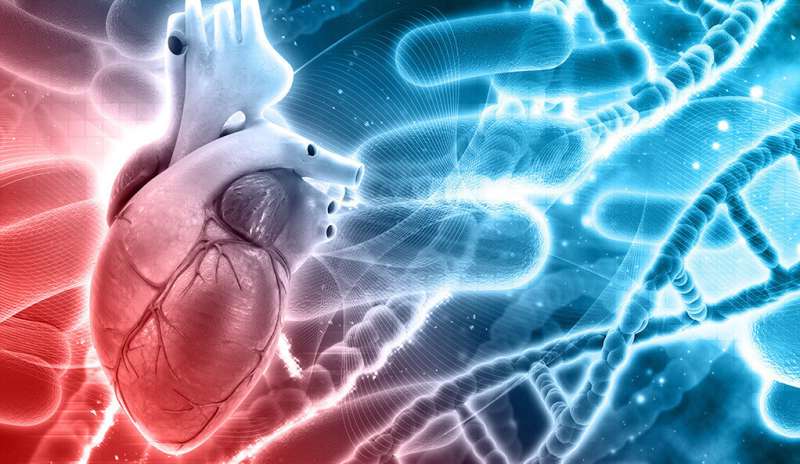 Heart cells’ environment a potentially major factor in heart disease