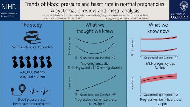 Heart rate and blood pressure changes during pregnancy are less dramatic than previously thought