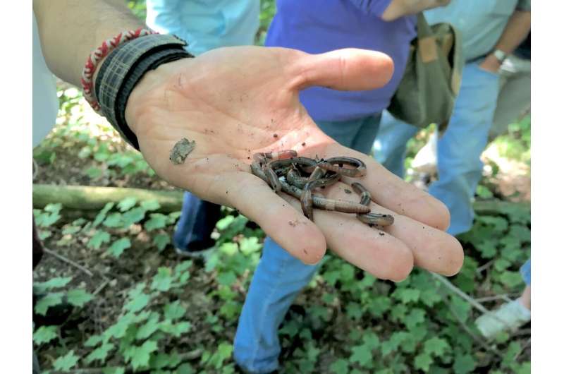 Heat kills invasive jumping worm cocoons, could help limit spread