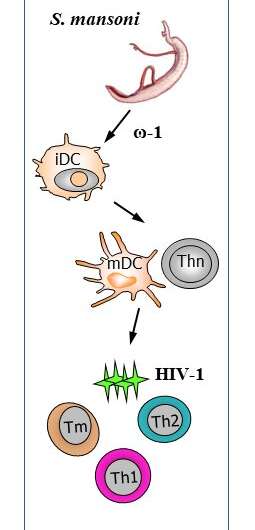 Helminthic infections may be beneficial against HIV-1