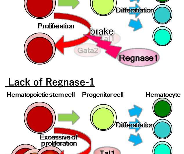 Hematopoietic stem cells: making blood thicker than water