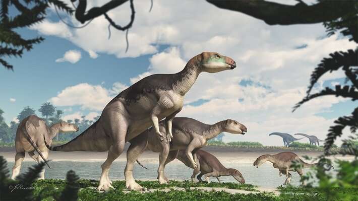 'Herd' of dinosaurs found underground at Lightning Ridge