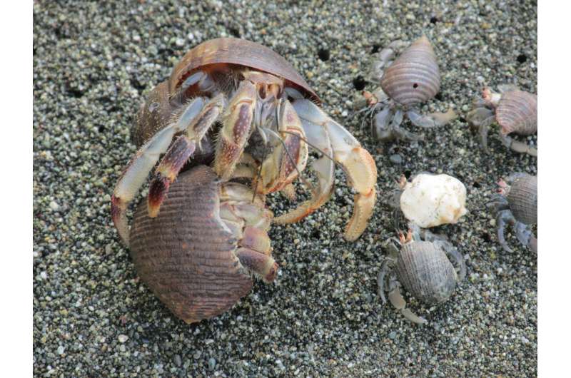 **Hermit crabs found to use vibration to ward off would-be shell evictors