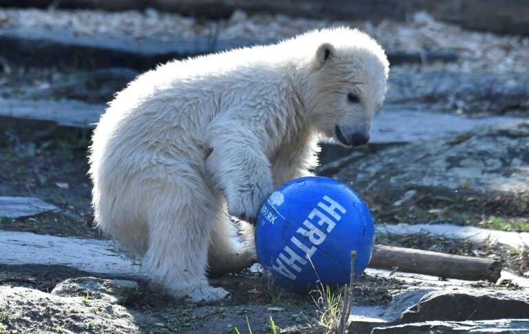 Hertha was born on December 1 in the city's Tierpark zoo and is the heir to late lamented superstar Knut