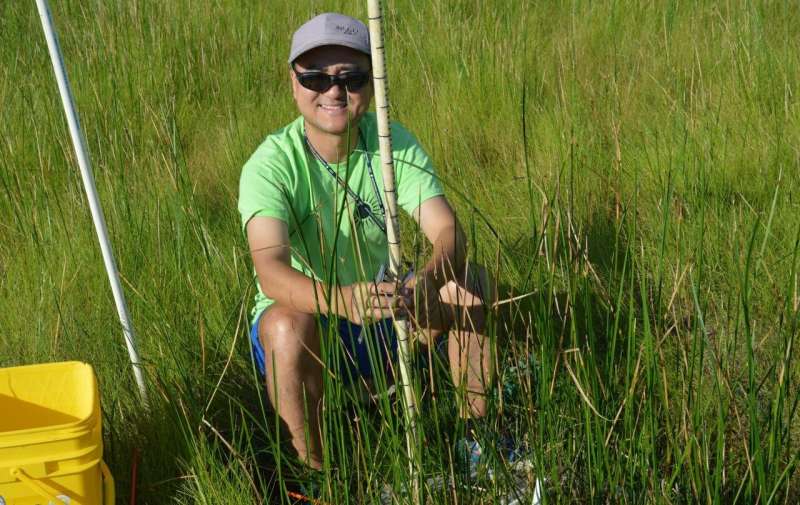 High carbon dioxide can create 'shrinking stems' in marshes