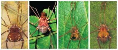 High diversity of harvestmen in Atlantic Rainforest and ancient geological events