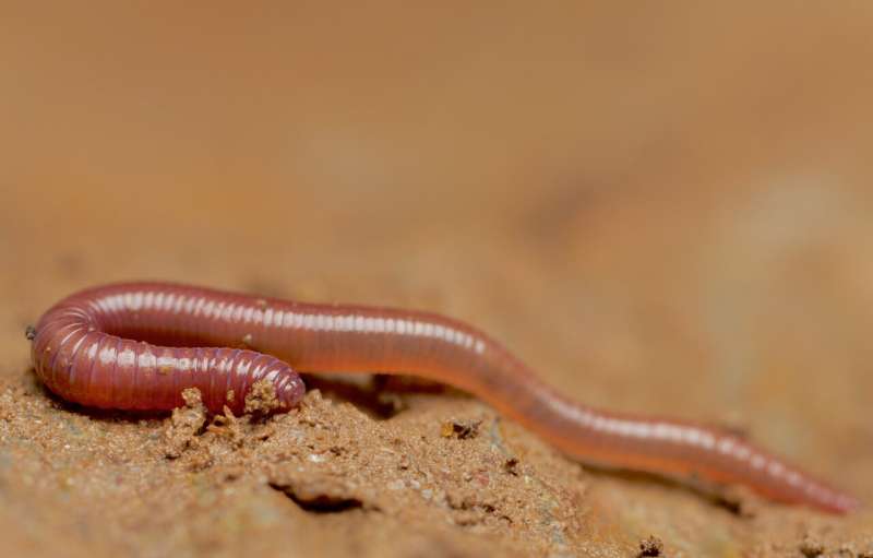 Higher local earthworm diversity in temperate regions than in the tropics