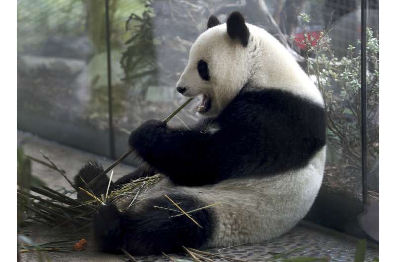 High hopes that Berlin zoo's panda is expecting