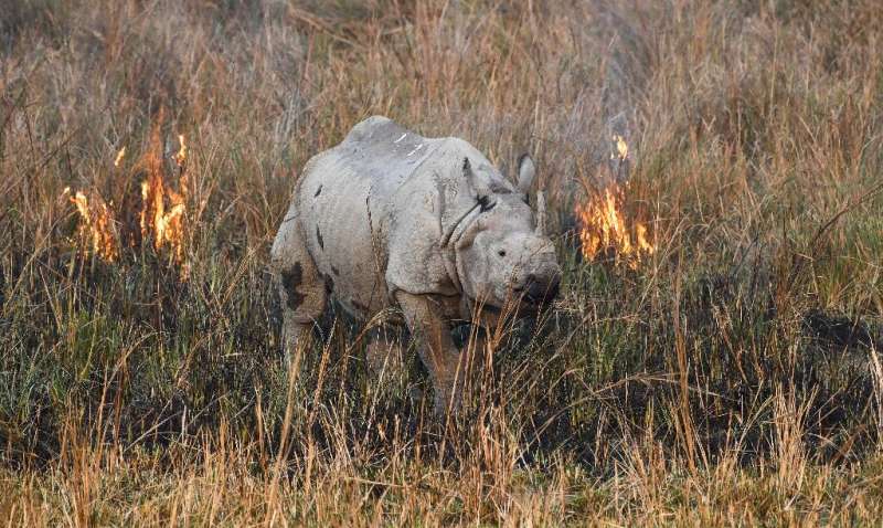 Highly prized rhino horns have caused the species to become common prey for poachers
