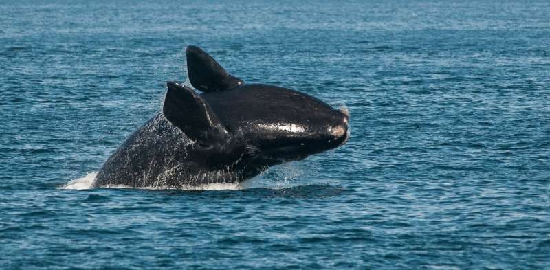 High-tech fishing gear could help save critically endangered right whales
