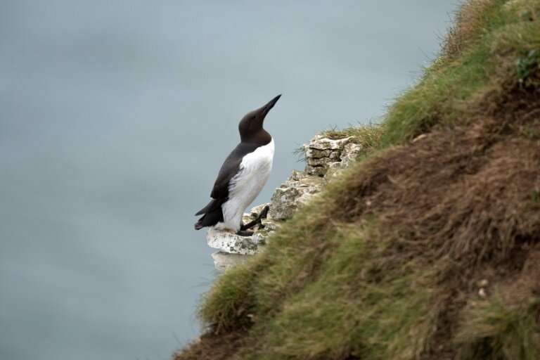 High winds and stormy winter seas could affect guillemots' feeding patterns, experts said
